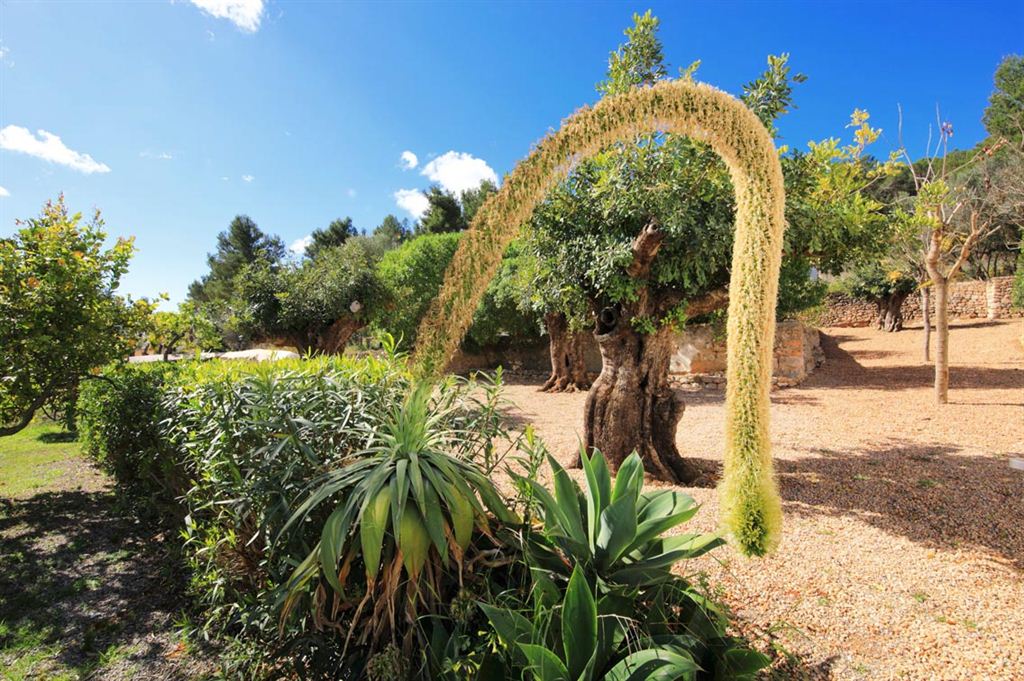 Authentique ferme du XIX ème siècle à vendre à Ibiza